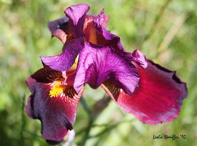 IMG_4725.JPG