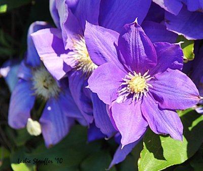 IMG_4731.JPG