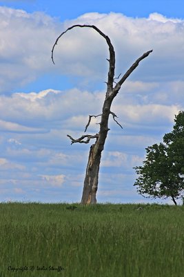 IMG_8094.JPG
