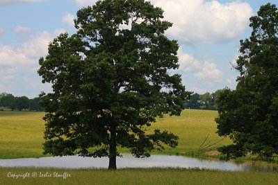 IMG_8505.JPG