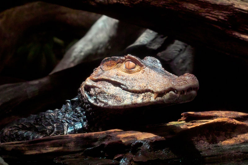Caiman