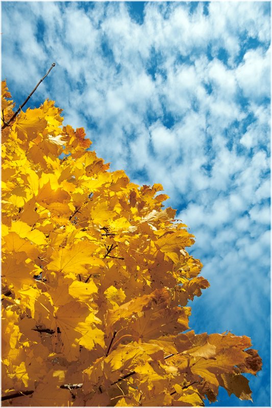 Autumn Colors