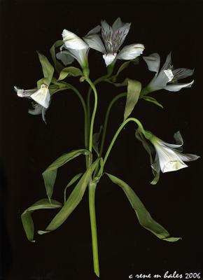 alan's flowers