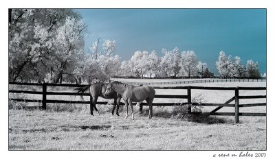 horses at the fence