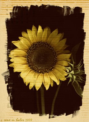 Sunflower (border technique #2)