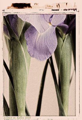 Iris with texture