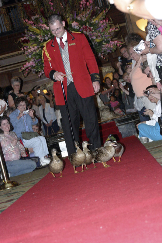 The Peabody Ducks and Their Duckmaster