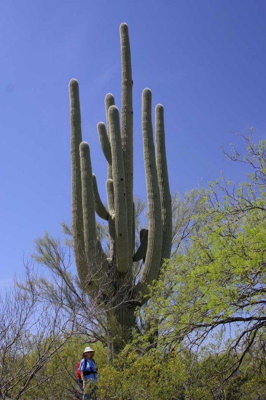 Kath and the Giant Saguaro