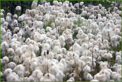 Alaska Cotton