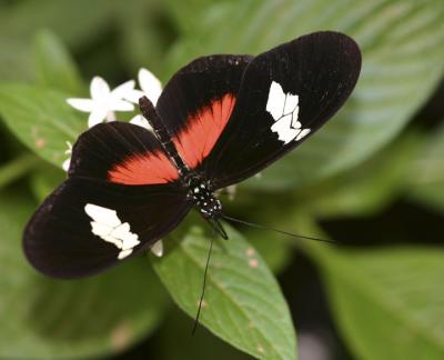 g3/14/296714/3/53434687.orange_white_butterfly.jpg