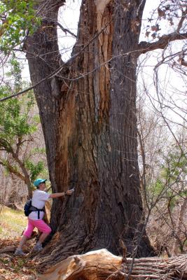 Patagonia-Sonoita Creek Preserve