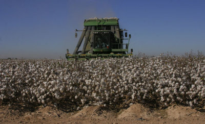 Cotton Harvest Time