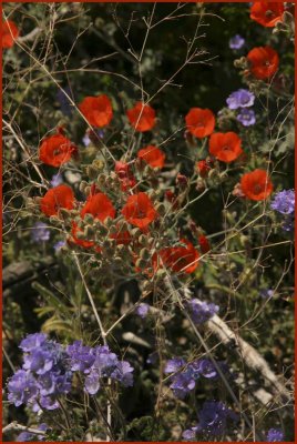 Springtime in the Sonoran Desert