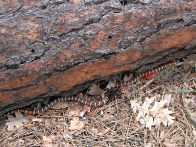 Mountain king snake