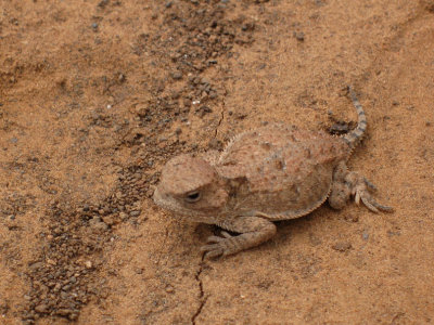 Baby horny toad less than 1 cm in length