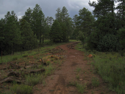 Rain-soaked trail