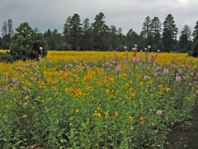 Flowery meadow