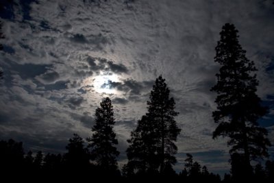 National Forest in Moonlight 2