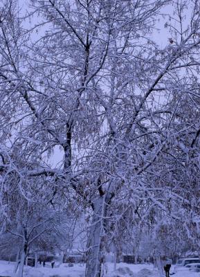 Berea snowtree