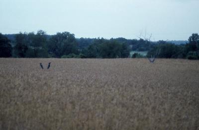 Good crop of Wheat Feet back in '73