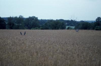 Good crop of  Wheat Feet  back in '73