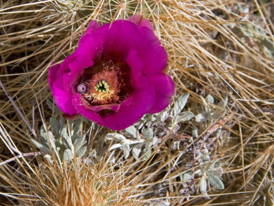 Hedgehog cactus flower with bee