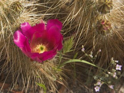 Hedgehog cactus flower