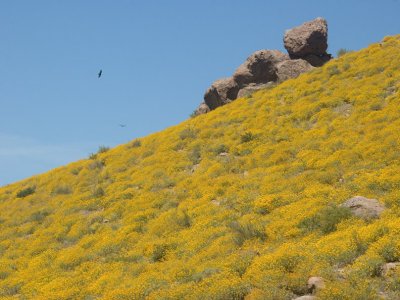Flank of Superstitions covered in flowering brittlebush