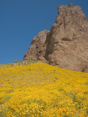 Flank of Superstitions covered in flowering brittlebush 2