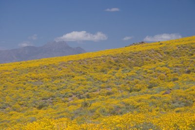 Four Peaks behind the carpeted flanks