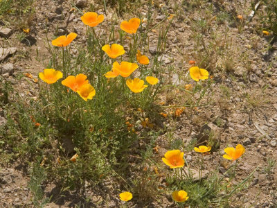 Some late-blooming poppies we found