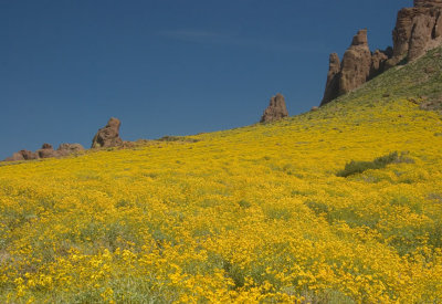Flank of Superstitions covered in flowering brittlebush 3