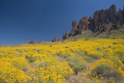 Superstitions and brittlebush blooms 2