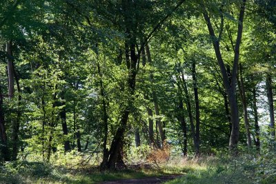 Bois & forêts