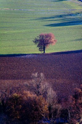 Arbre