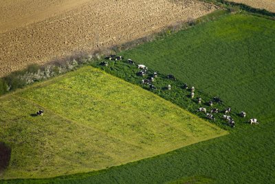 Inégalité bovine