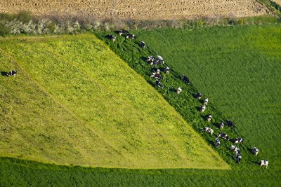 Inégalité bovine