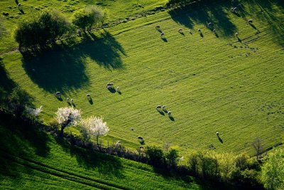 Moutons au pr