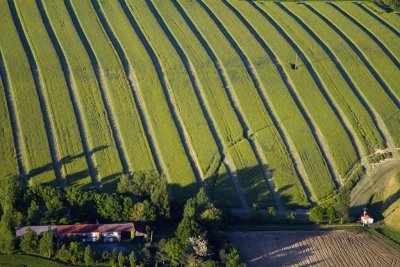 Rows