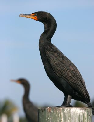 Anhinga