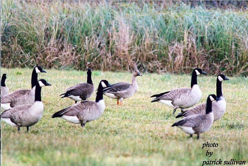 Bean Goose(with Canada and Cackling Geese)