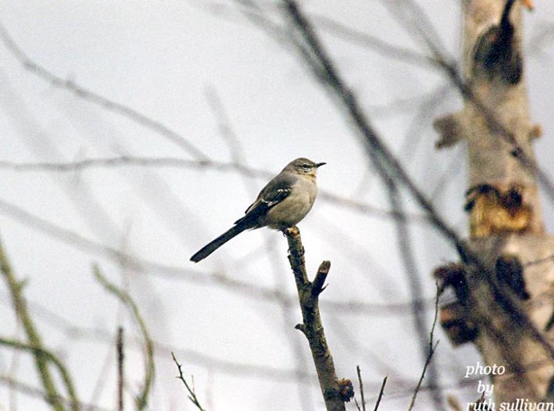 Northern Mockingbird
