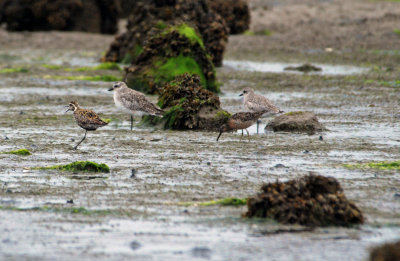 Pacific Golden Plover