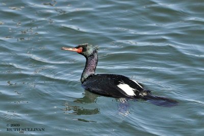 Pelagic Cormorant