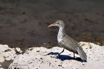 Spotted Sandpiper