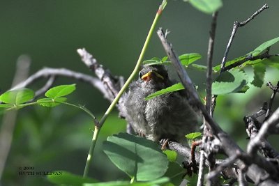 Townsends Warbler fledgling