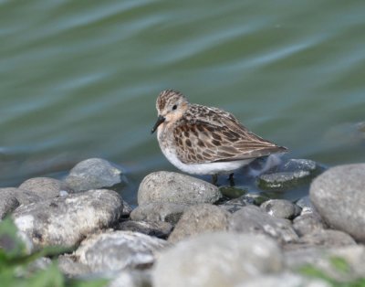 Red-necked Stint
