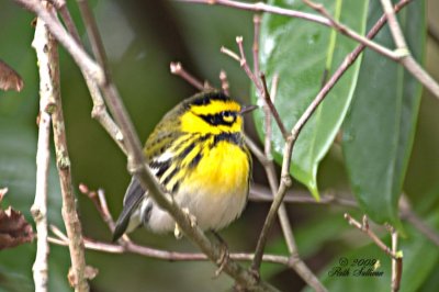 Townsend's Warbler in Backyard