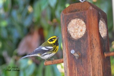 Townsend's Warbler in Backyard