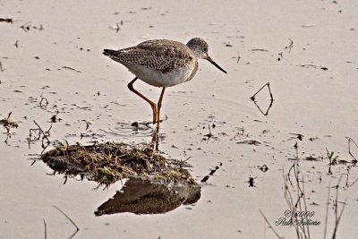 Greater Yellowlegs with injured foot